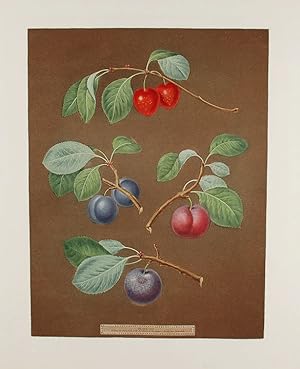 [Plums] Cherry Plum; Laurance Plum; French Orlean; Common Orlean