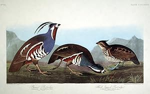 Plumed Partridge, Thick-legged Partridge. From "The Birds of America" (Amsterdam Edition)