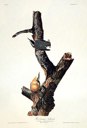 Red-breasted Nuthatch. From "The Birds of America" (Amsterdam Edition)