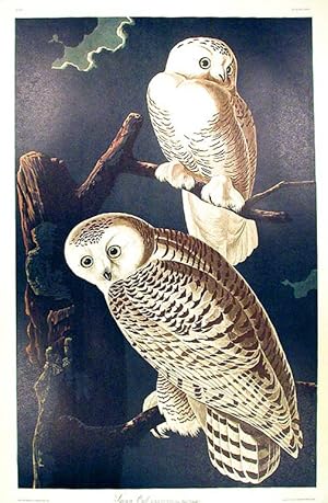 Snowy Owl. From "The Birds of America" (Amsterdam Edition)
