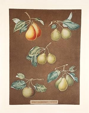 [Pears] King Catherine Pear (Catherine Royal); Lemon Pear; Late Petite Muscat; Oignon La Reine; L...