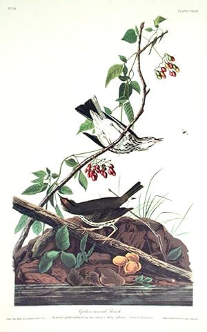 Golden-crowned Thrush. From "The Birds of America" (Amsterdam Edition)