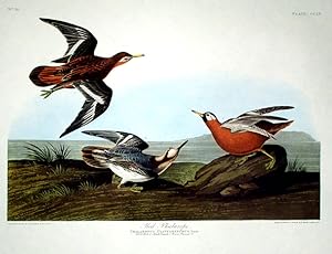 Red Phalarope. From "The Birds of America" (Amsterdam Edition)