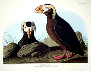 Tufted Auk. From "The Birds of America" (Amsterdam Edition)