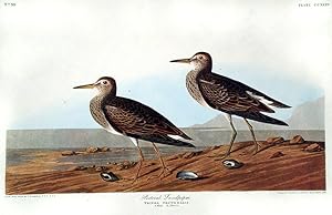 Pectoral Sandpiper. From "The Birds of America" (Amsterdam Edition)