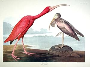 Scarlet Ibis. From "The Birds of America" (Amsterdam Edition)