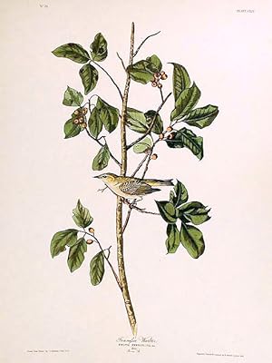 Tennessee Warbler. From "The Birds of America" (Amsterdam Edition)