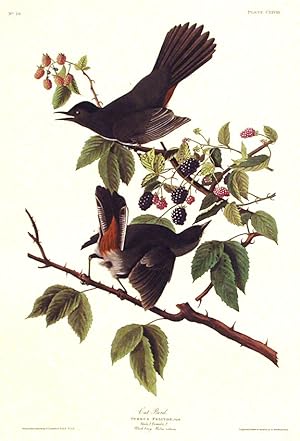 Cat Bird. From "The Birds of America" (Amsterdam Edition)