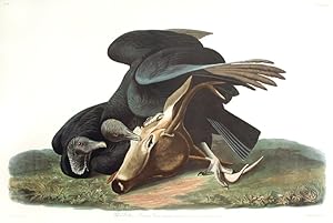 Black Vulture or Carrion Crow. From "The Birds of America" (Amsterdam Edition)