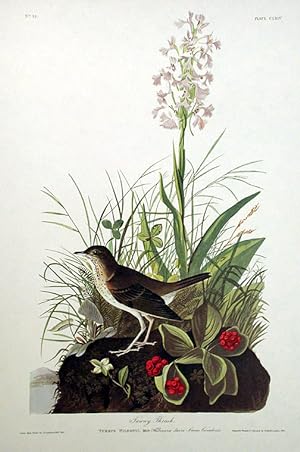 Tawny Thrush. From "The Birds of America" (Amsterdam Edition)