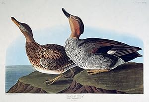 Gadwall Duck. From "The Birds of America" (Amsterdam Edition)