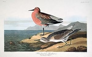 Red-breasted Sandpiper. From "The Birds of America" (Amsterdam Edition)