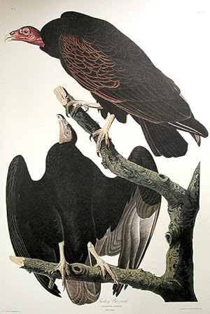 Turkey Buzzard. From "The Birds of America" (Amsterdam Edition)