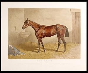 Firenze Queen of the Turf 1890 by Glenelg dam Florida. Owned by J.B. Haggin Esq