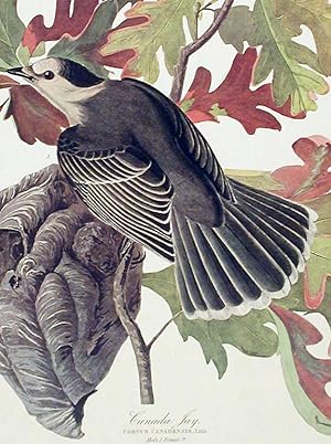 Canada Jay. From "The Birds of America" (Amsterdam Edition)