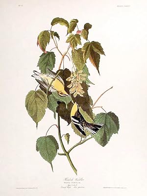 Hemlock Warbler. From "The Birds of America" (Amsterdam Edition)