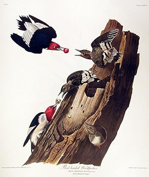Red headed Woodpecker. From "The Birds of America" (Amsterdam Edition)