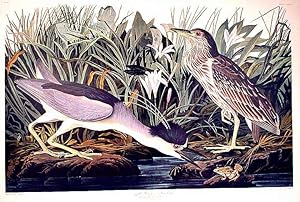 Night Heron or Qua Bird. From "The Birds of America" (Amsterdam Edition)