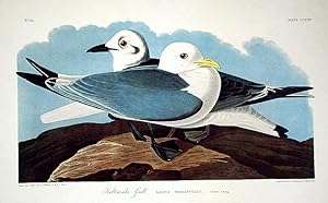 Kittiwake Gull. From "The Birds of America" (Amsterdam Edition)