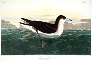 Dusky Petrel. From "The Birds of America" (Amsterdam Edition)