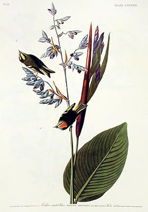 Golden crested Wren. From "The Birds of America" (Amsterdam Edition)