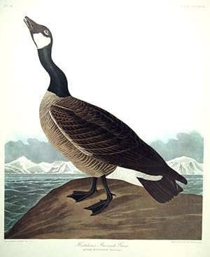 Hutchins's Barnacle Goose. From "The Birds of America" (Amsterdam Edition)