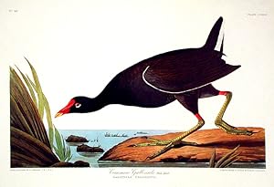 Common Gallinule. From "The Birds of America" (Amsterdam Edition)