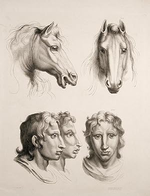 [Illustration of physiognomic resemblance between a Man and a Horse]