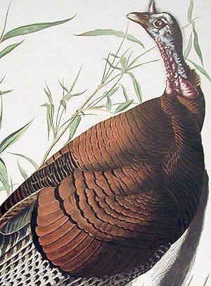 Wild Turkey, Male. From "The Birds of America" (Amsterdam Edition)