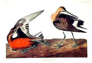 Hudsonian Godwit. From "The Birds of America" (Amsterdam Edition)