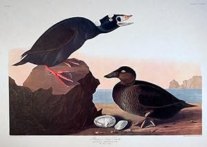 Black or Surf Duck. From "The Birds of America" (Amsterdam Edition)