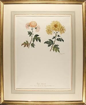 Chrysanthemum indicum var. (Two Chrysanthemum varieties)