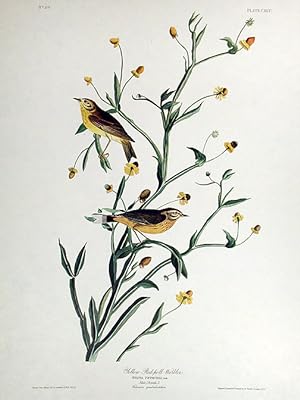 Small Yellow Red-poll Warbler. From "The Birds of America" (Amsterdam Edition)