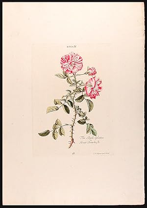 Rosa IV, The Single Eglatine or Sweet Briarbush