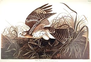 Winter Hawk. From "The Birds of America" (Amsterdam Edition)