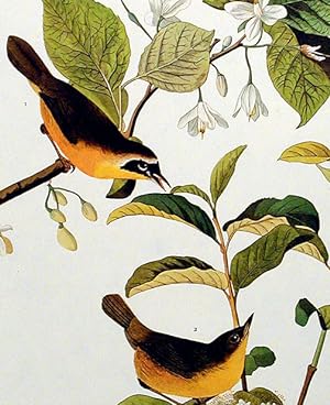 Yellow-breasted Warbler. From "The Birds of America" (Amsterdam Edition)