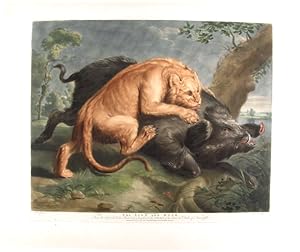 The Lion and the Boar. From the Original Picture, Painted by Snyders, in the Collection of His Gr...