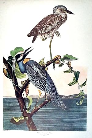 Yellow-Crowned Heron. From "The Birds of America" (Amsterdam Edition)