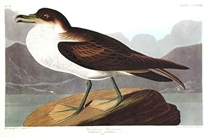Wandering Shearwater. From "The Birds of America" (Amsterdam Edition)