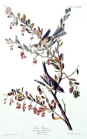 Tree Sparrow. From "The Birds of America" (Amsterdam Edition)