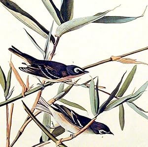 Solitary Flycatcher or Vireo. From "The Birds of America" (Amsterdam Edition)