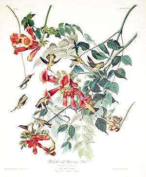 Ruby-throated Humming Bird. From "The Birds of America" (Amsterdam Edition)