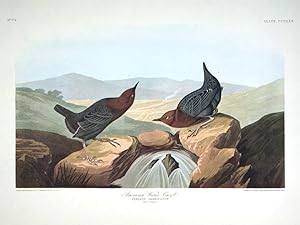 American Water Ouzel. From "The Birds of America" (Amsterdam Edition)