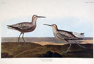 Long-legged Sandpiper. From "The Birds of America" (Amsterdam Edition)