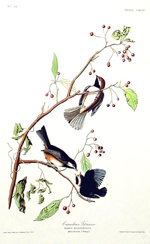 Canadian Titmouse. From "The Birds of America" (Amsterdam Edition)