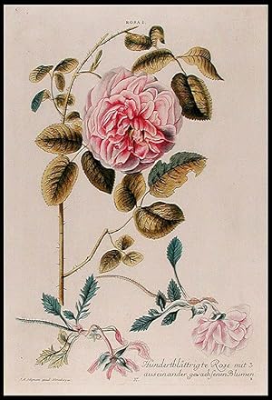 Rosa I, Hundertblättrigte Rose mit 3 auseinander gewachsenen Blumen