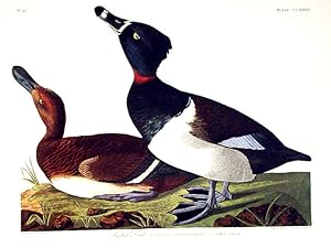 Tufted Duck. From "The Birds of America" (Amsterdam Edition)