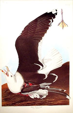 Black-Backed Gull. From "The Birds of America" (Amsterdam Edition)