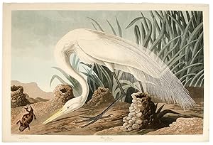 White Heron [Great Egret] from The Birds of America