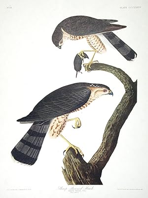 Sharp-shinned Hawk. From "The Birds of America" (Amsterdam Edition)